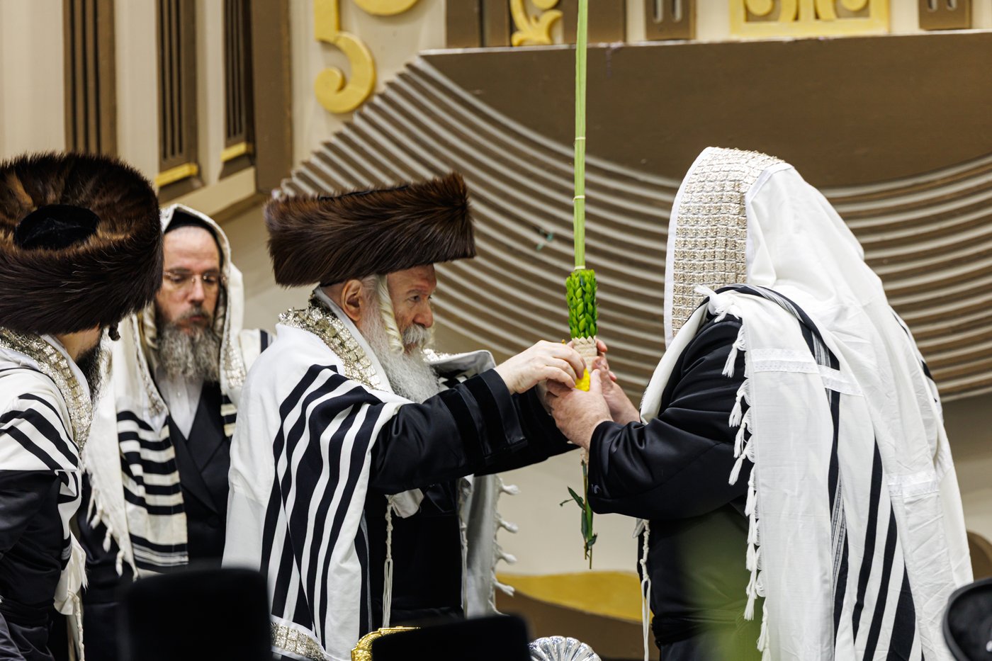 האדמו"ר מבאבוב שליט"א בנענועים בחג הסוכות | צילום: אחים לאנטשעווסקי
