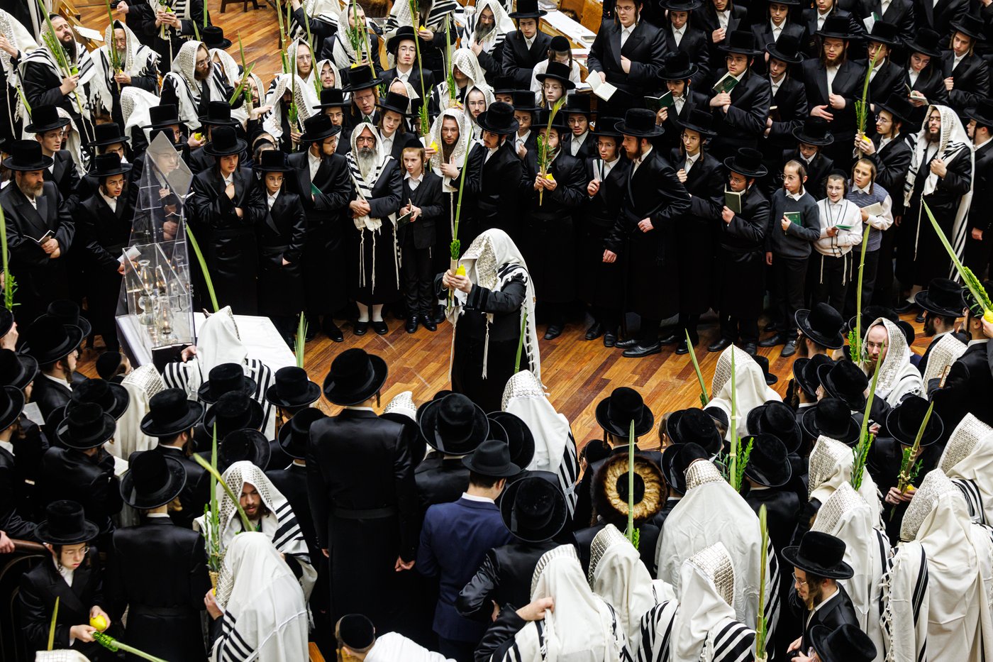האדמו"ר מבאבוב שליט"א בנענועים בחג הסוכות | צילום: אחים לאנטשעווסקי