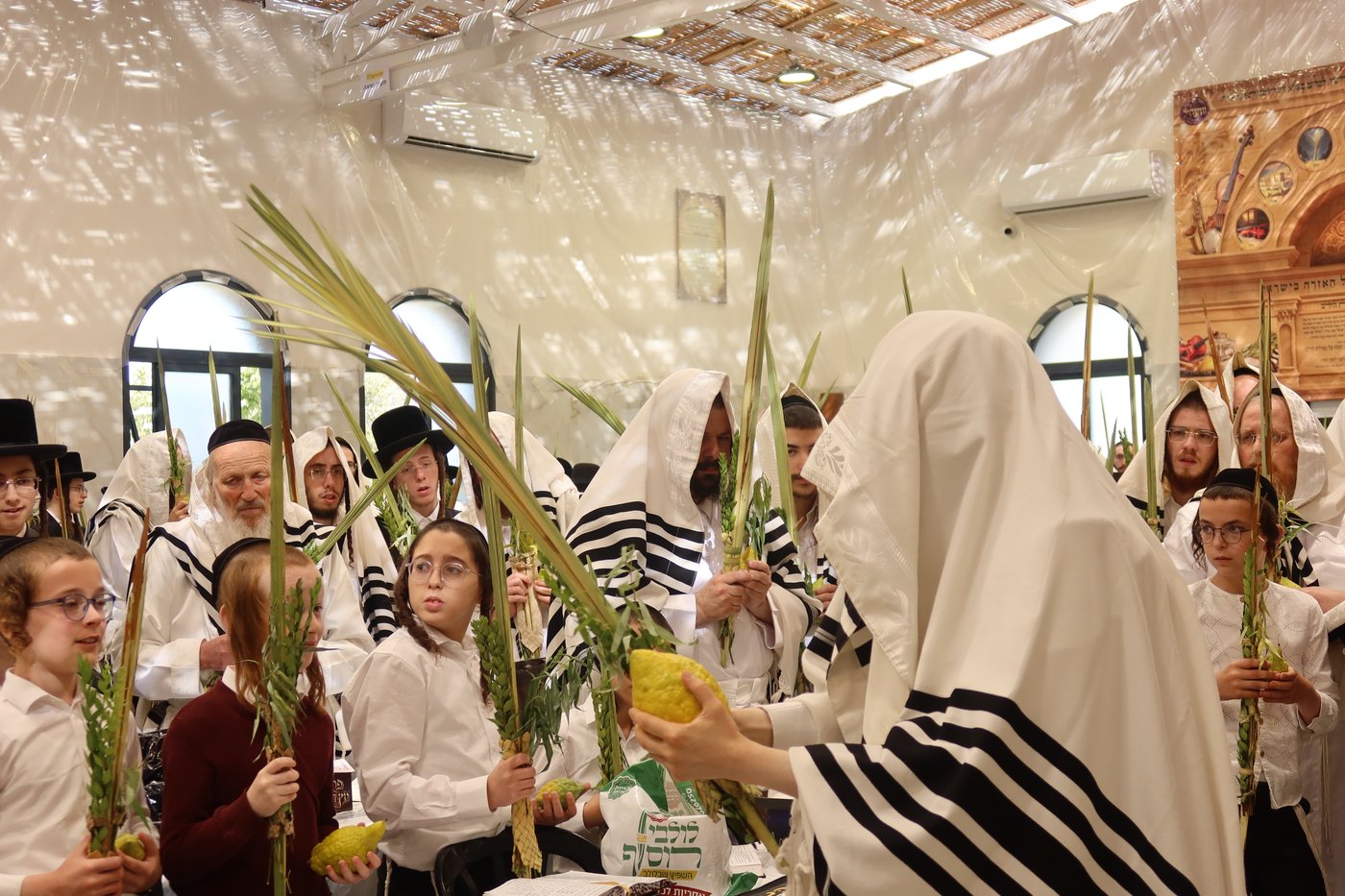 ירח האיתנים בחצר זוועהיל | צילום: שימי פ.