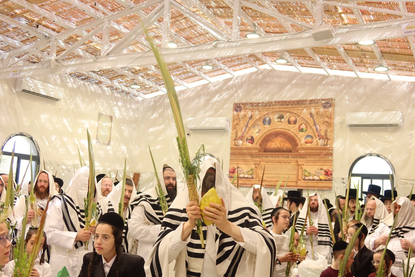 ירח האיתנים בחצר זוועהיל | צילום: שימי פ.