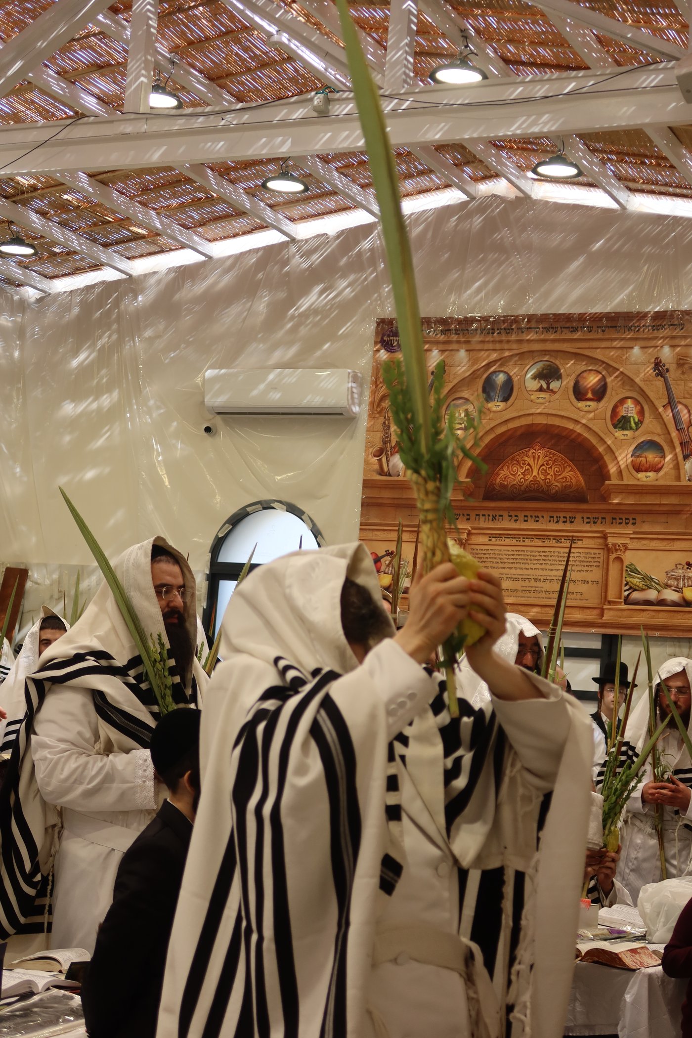 ירח האיתנים בחצר זוועהיל | צילום: שימי פ.