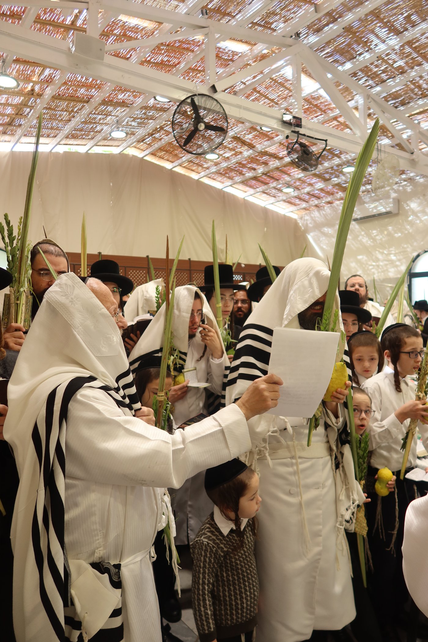 ירח האיתנים בחצר זוועהיל | צילום: שימי פ.