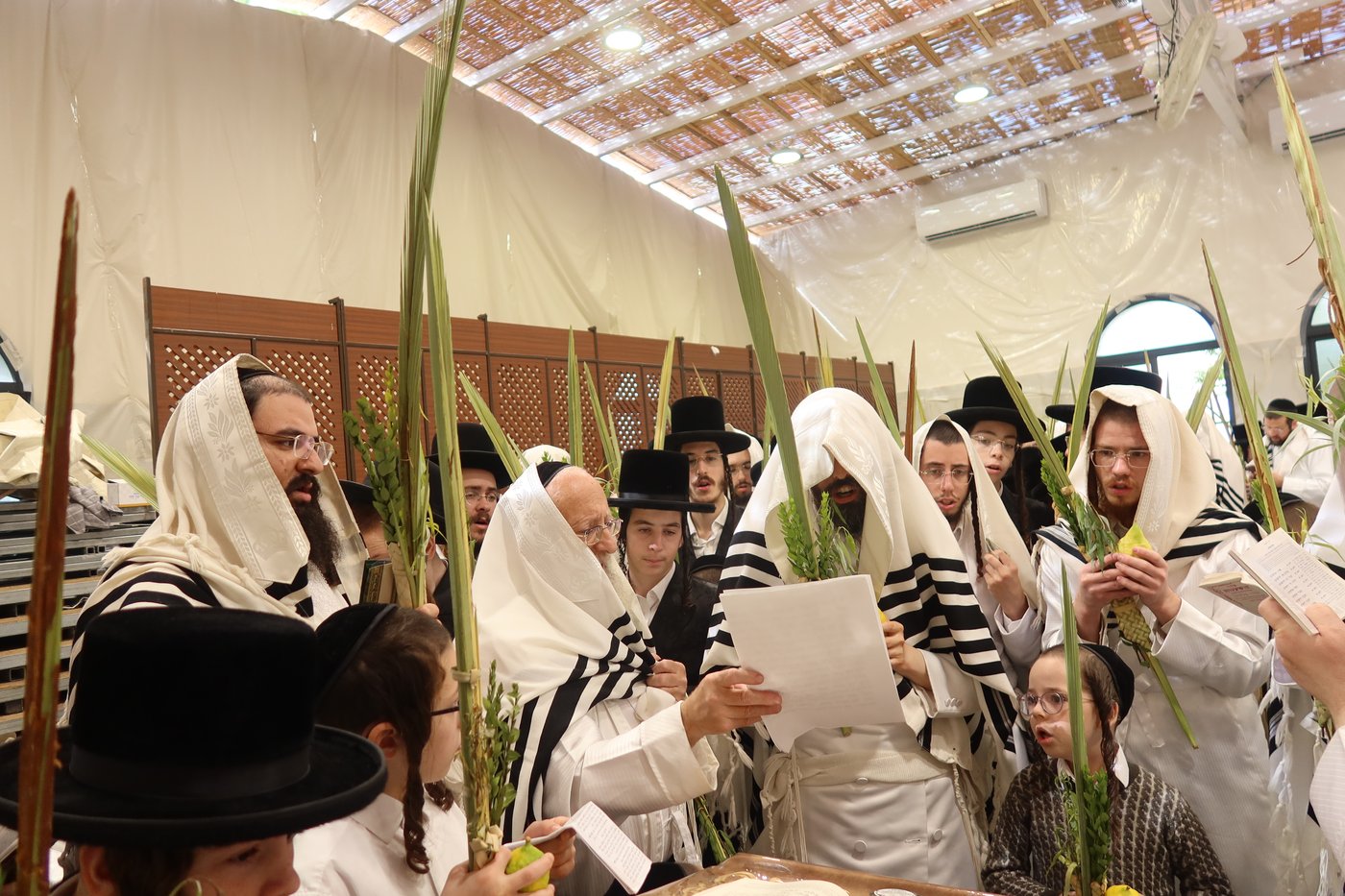 ירח האיתנים בחצר זוועהיל | צילום: שימי פ.