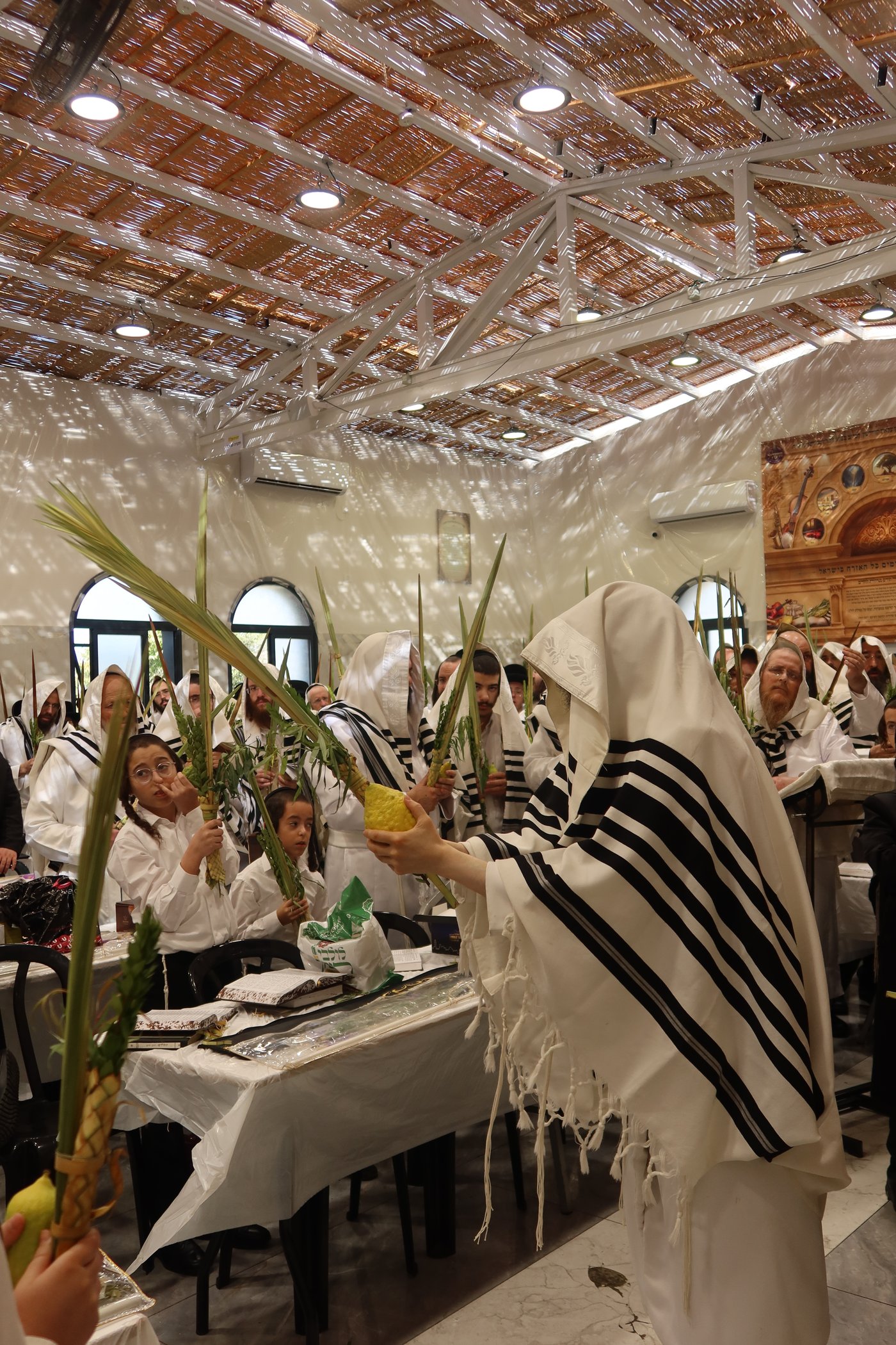 ירח האיתנים בחצר זוועהיל | צילום: שימי פ.