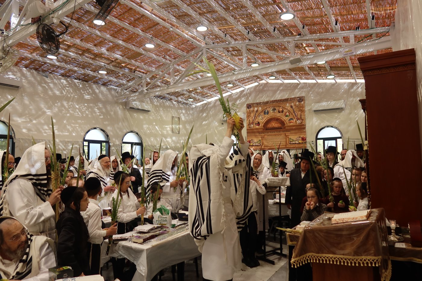 ירח האיתנים בחצר זוועהיל | צילום: שימי פ.