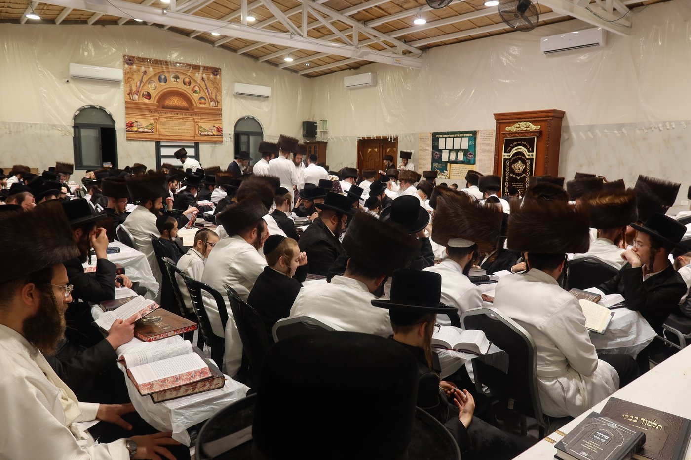 ירח האיתנים בחצר זוועהיל | צילום: שימי פ.