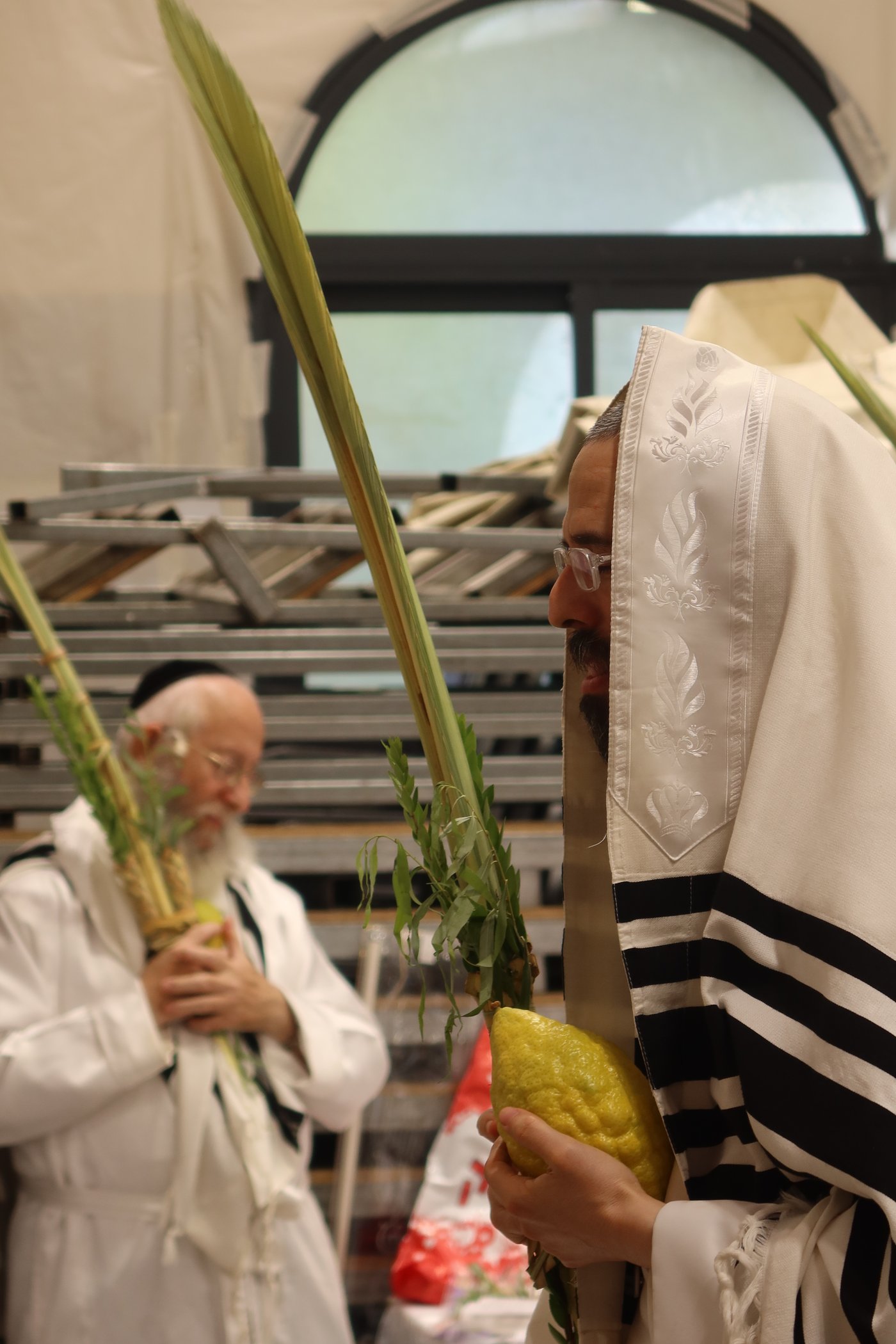 ירח האיתנים בחצר זוועהיל | צילום: שימי פ.