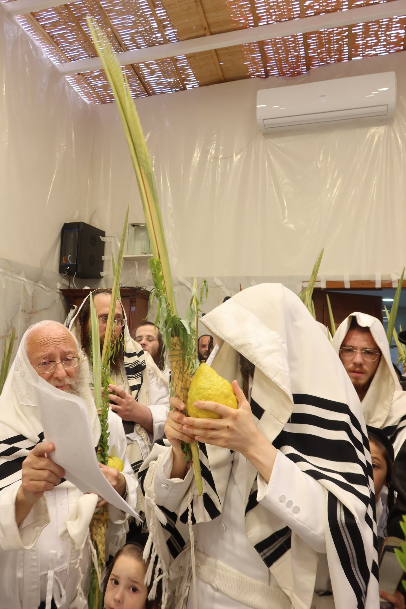 ירח האיתנים בחצר זוועהיל | צילום: שימי פ.