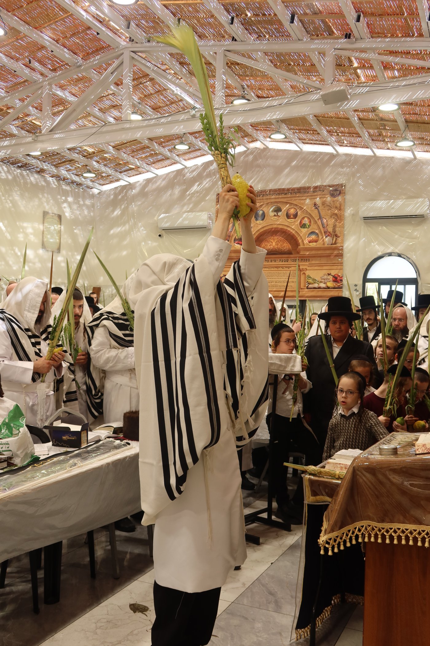 ירח האיתנים בחצר זוועהיל | צילום: שימי פ.