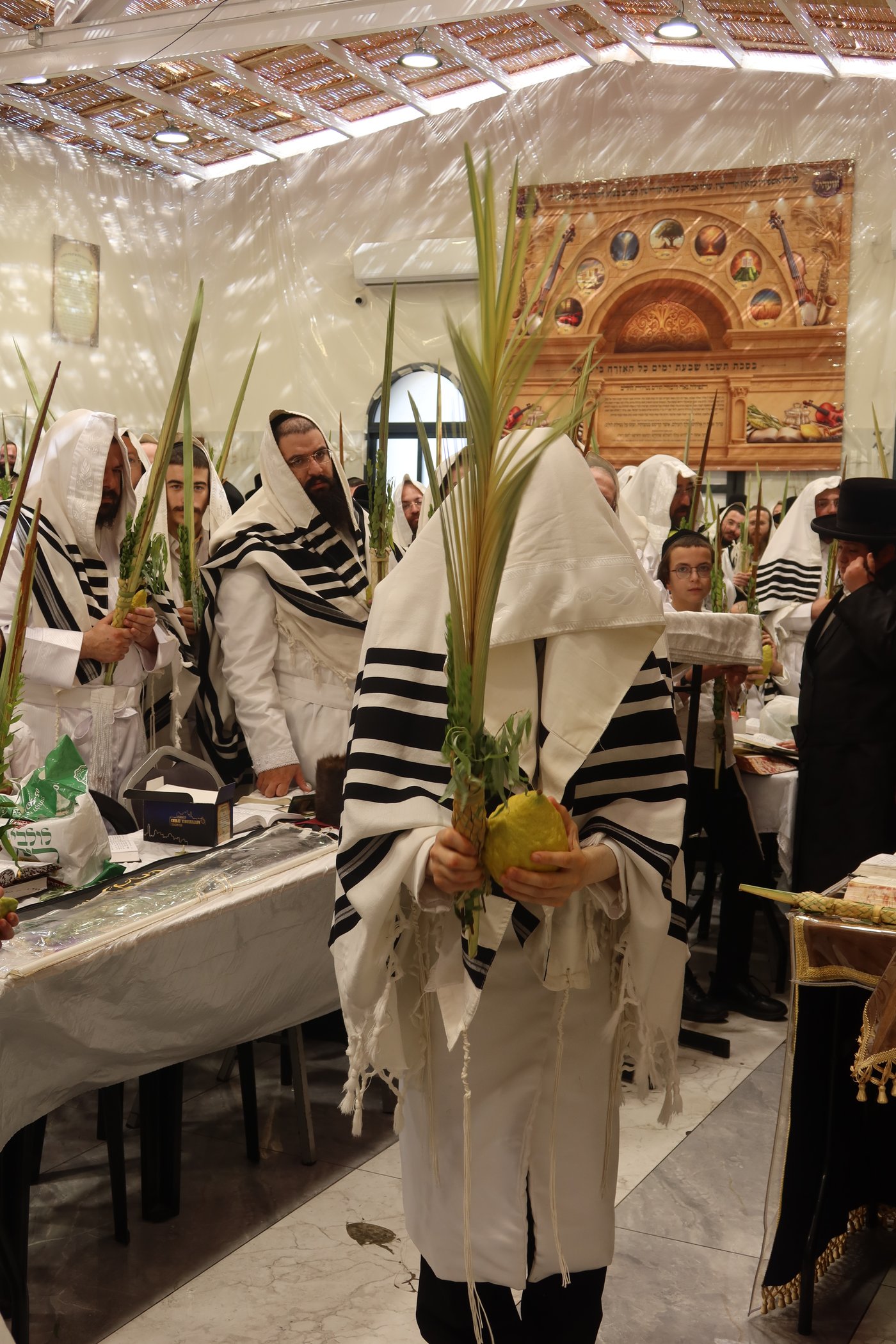ירח האיתנים בחצר זוועהיל | צילום: שימי פ.