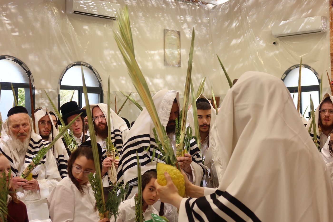 ירח האיתנים בחצר זוועהיל | צילום: שימי פ.