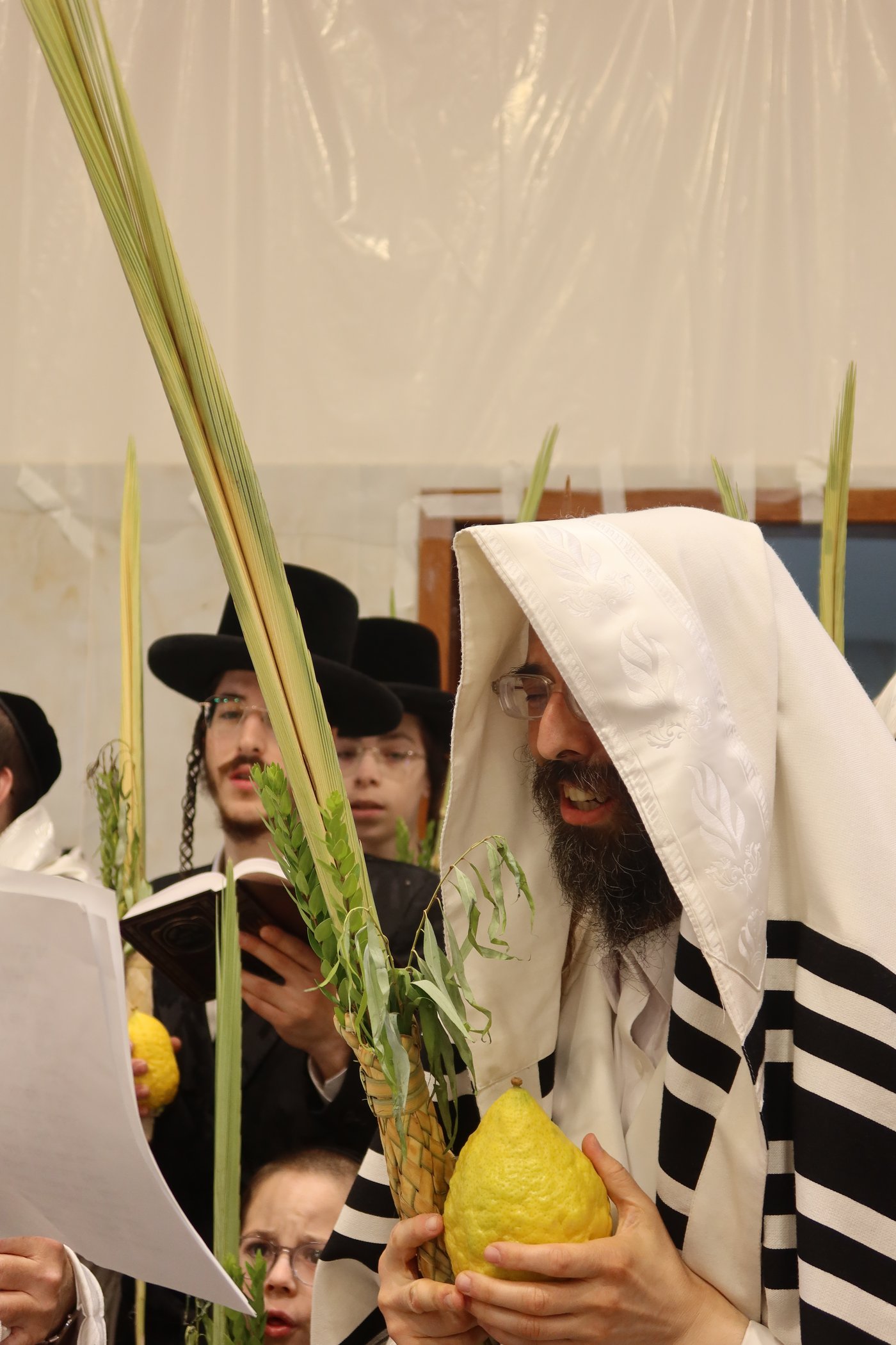 ירח האיתנים בחצר זוועהיל | צילום: שימי פ.