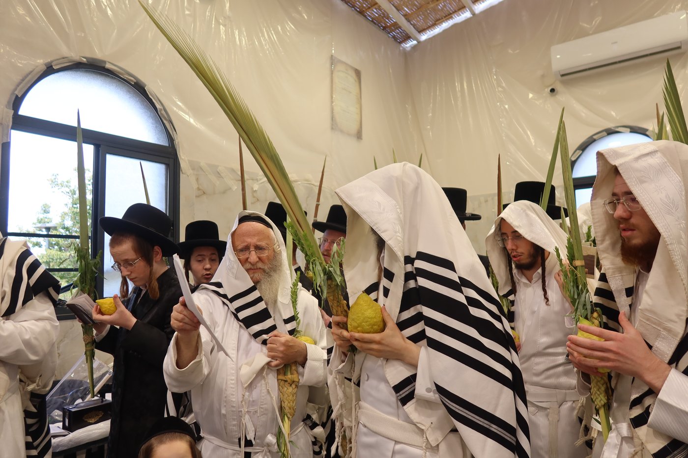 ירח האיתנים בחצר זוועהיל | צילום: שימי פ.