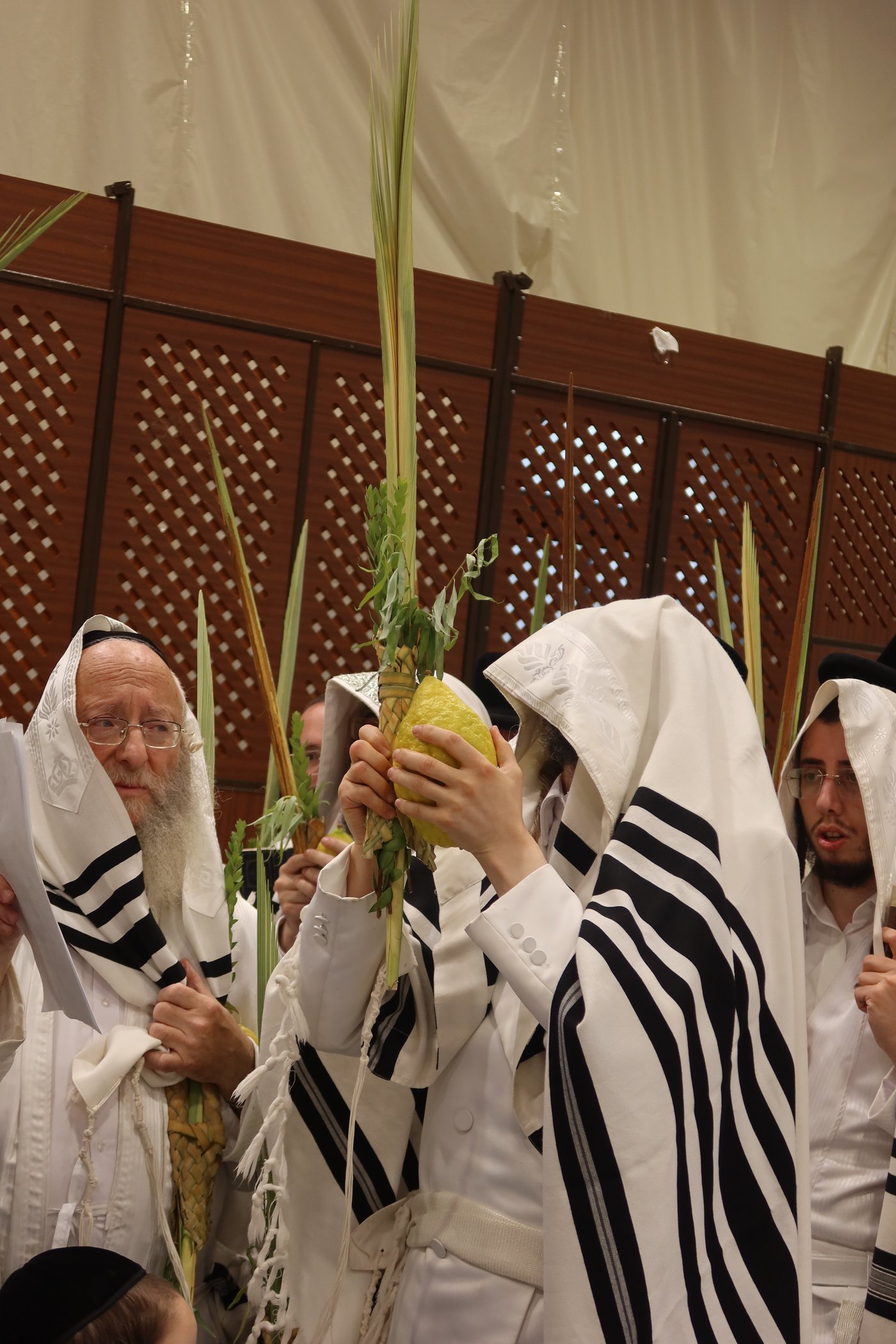 ירח האיתנים בחצר זוועהיל | צילום: שימי פ.