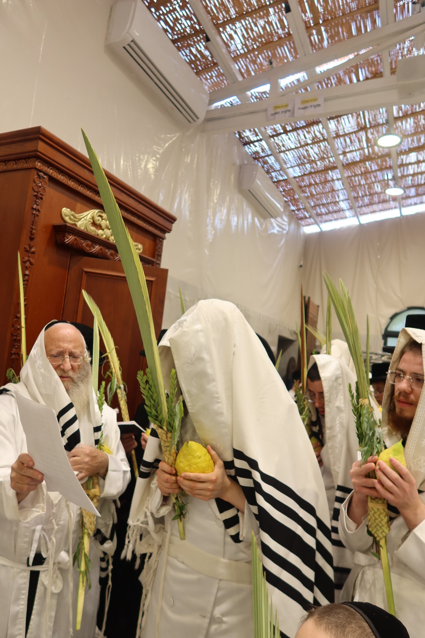 ירח האיתנים בחצר זוועהיל | צילום: שימי פ.