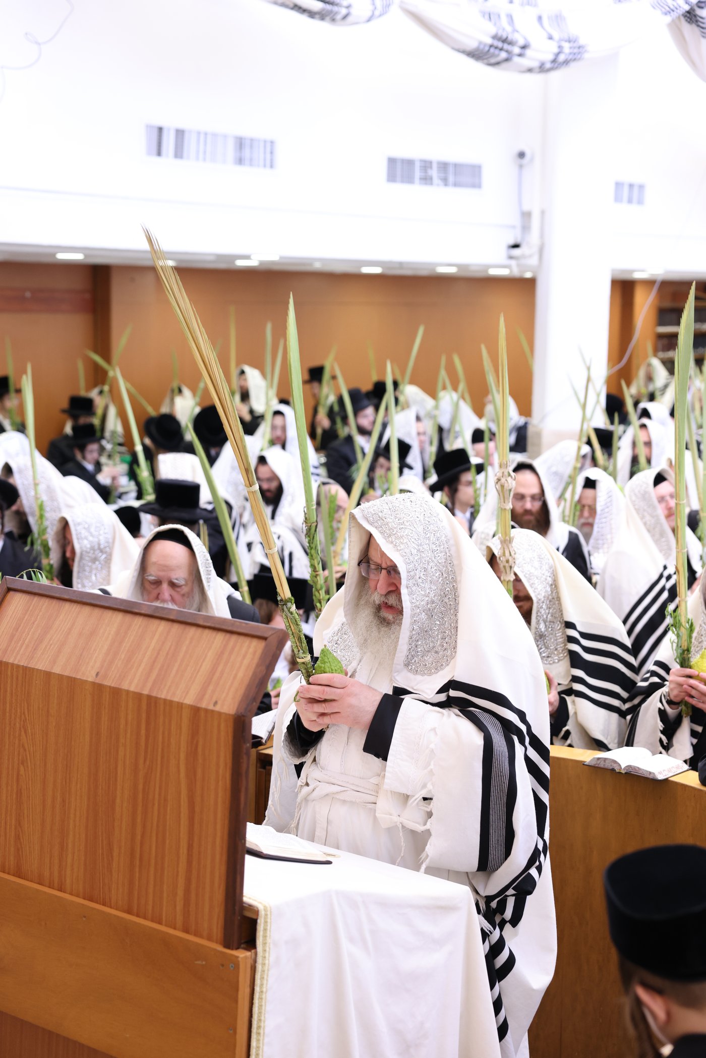 ירח האיתנים בחצר הקודש נדבורנה | צילום: שוקי לרר, אברומי בערגער, מ.ש.
