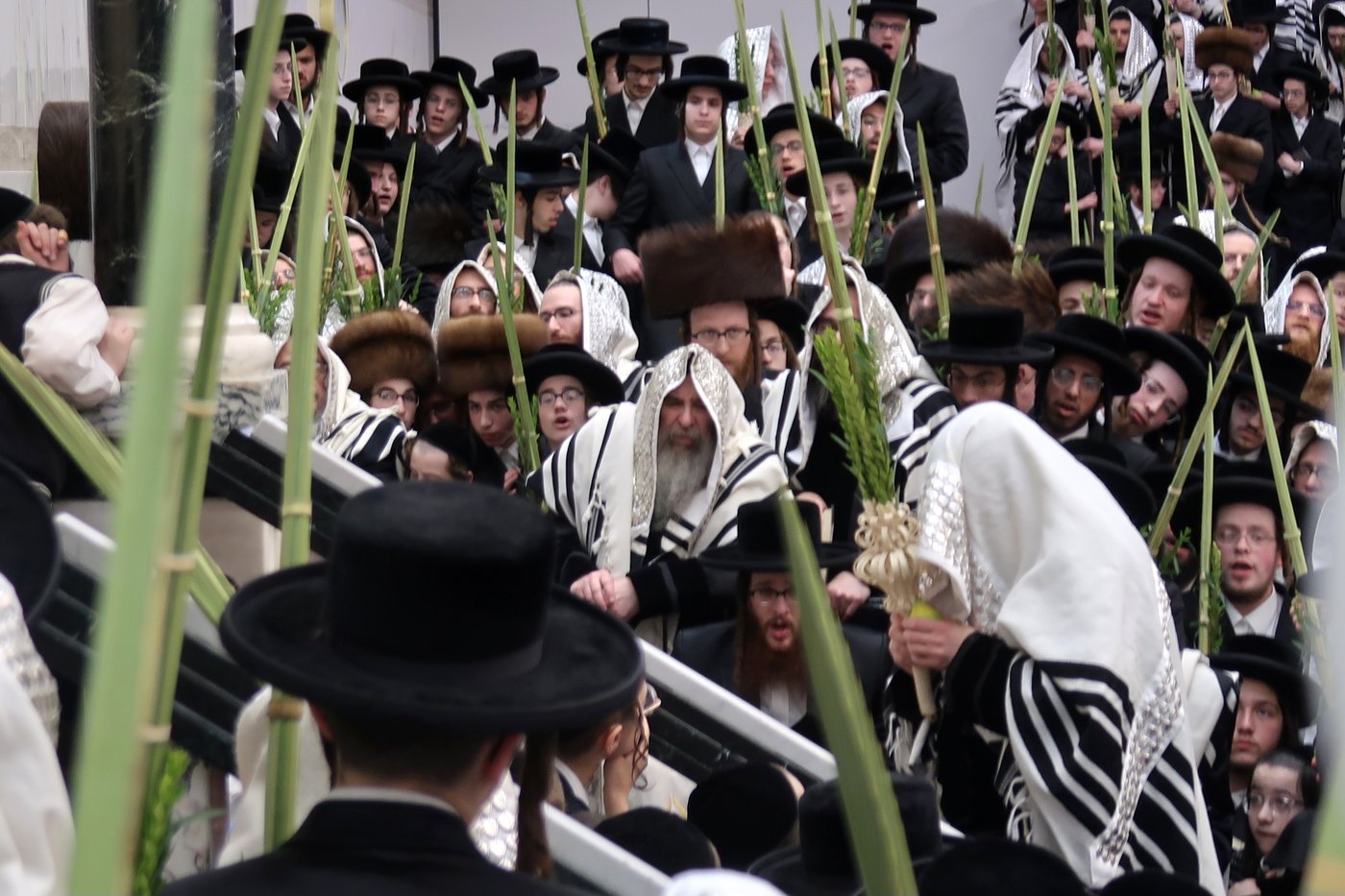 האדמו"ר מסאטמר שליט"א בעבודת הנענועים | צילום: בחצרות סאטמאר