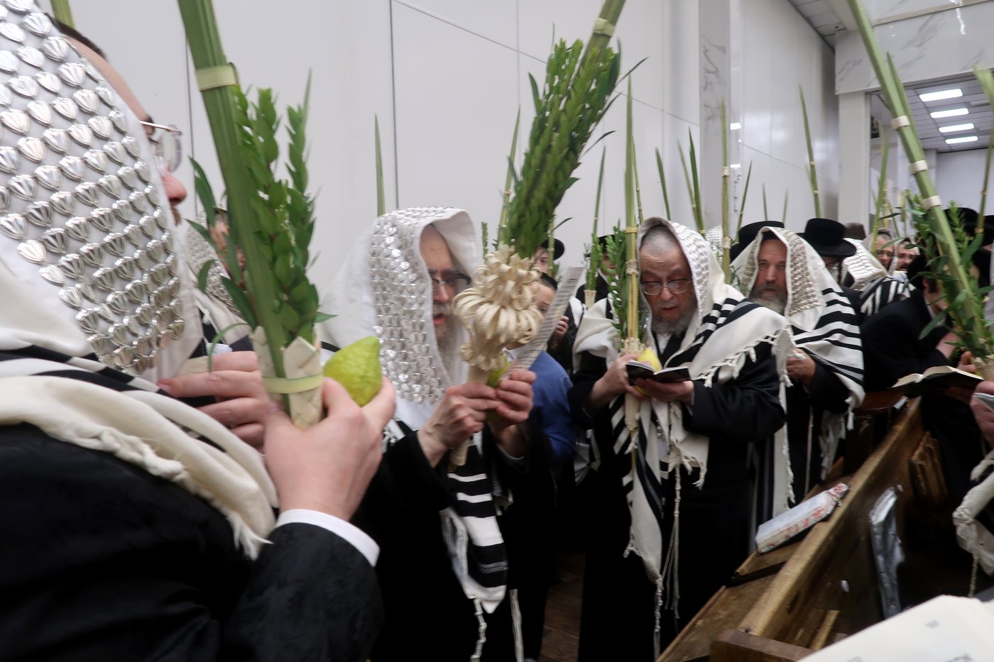 האדמו"ר מסאטמר שליט"א בעבודת הנענועים | צילום: בחצרות סאטמאר