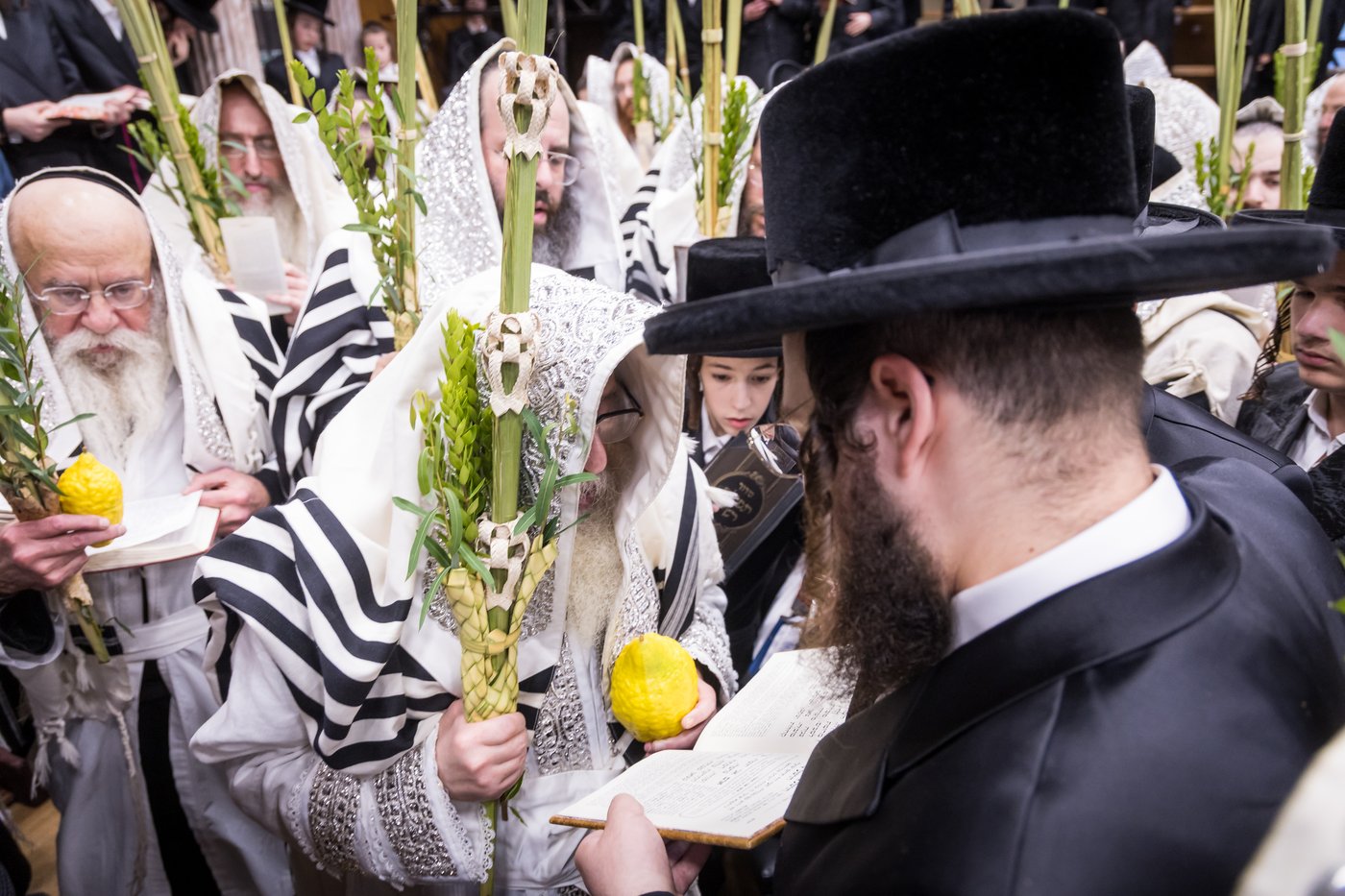 ירח האיתנים בחצר הקודש צאנז קלויזנבורג | צילום: אחים לאנטשעווסקי