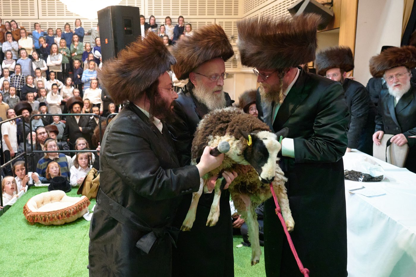 פדיון פטר חמור בלונדון | צילום: דודי בראון
