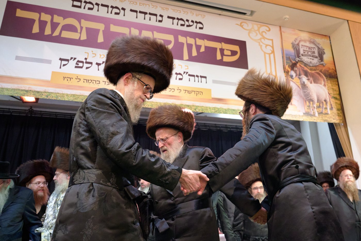 פדיון פטר חמור בלונדון | צילום: דודי בראון