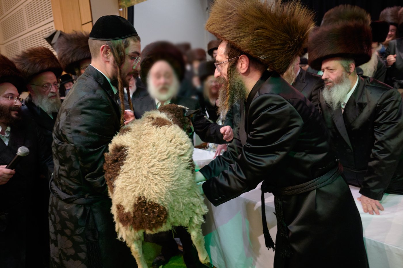 פדיון פטר חמור בלונדון | צילום: דודי בראון