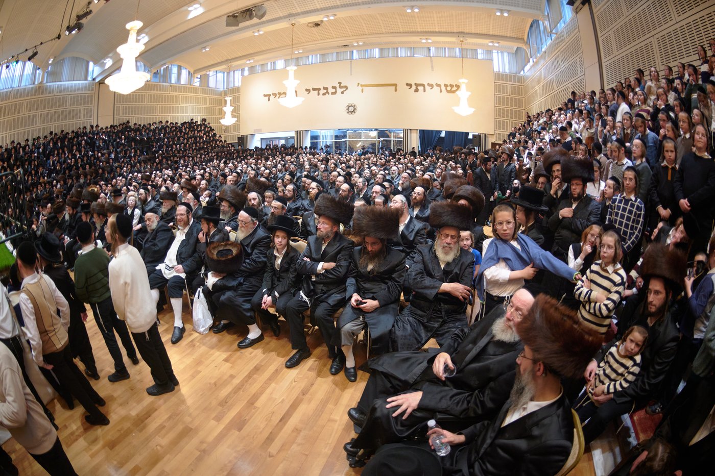 פדיון פטר חמור בלונדון | צילום: דודי בראון