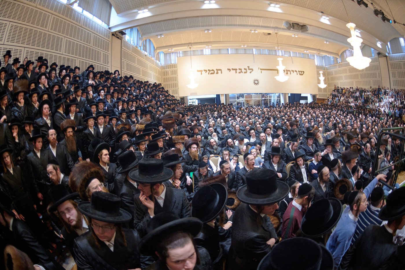 פדיון פטר חמור בלונדון | צילום: דודי בראון