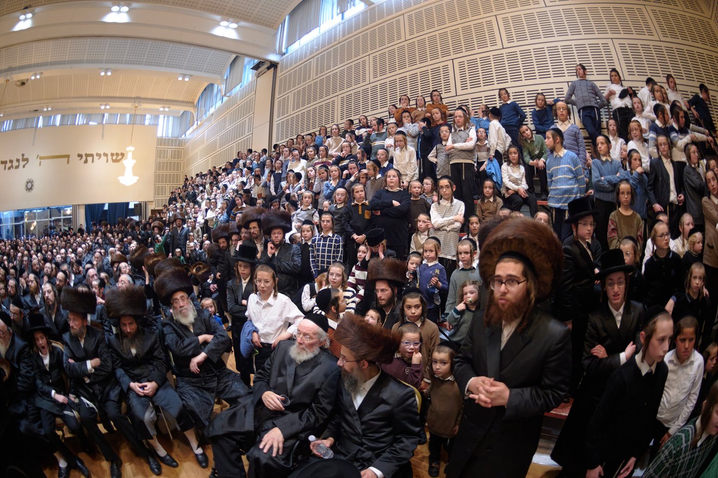 פדיון פטר חמור בלונדון | צילום: דודי בראון