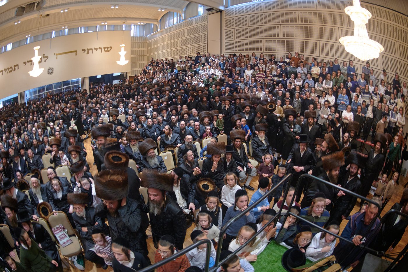 פדיון פטר חמור בלונדון | צילום: דודי בראון