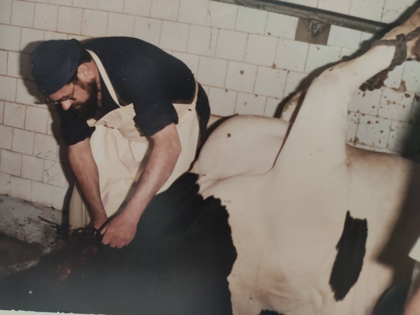 שחיטה בבית המטבחיים בנתניה