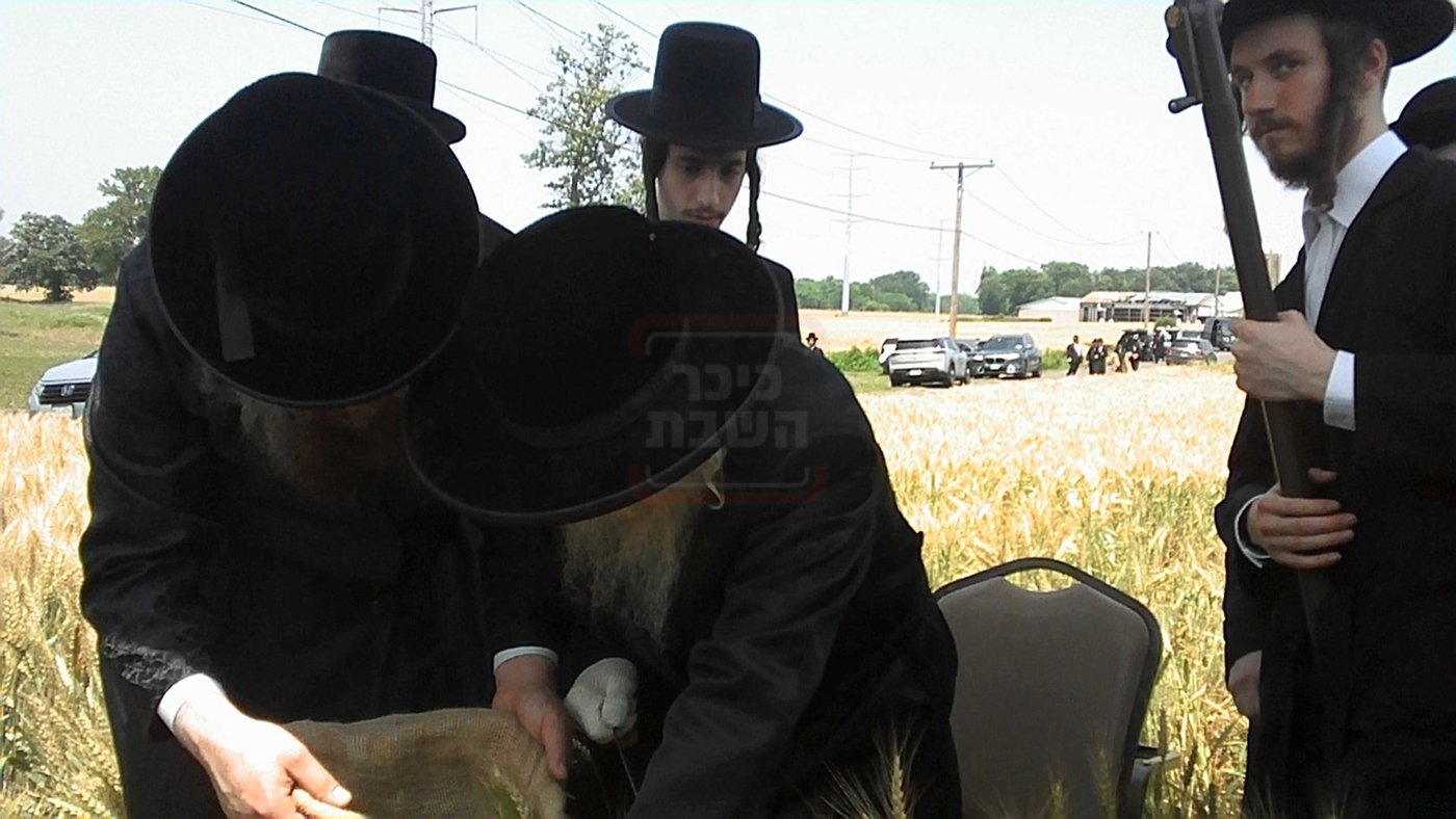 האדמו"ר מסערדאהעלי בקצירת חיטים