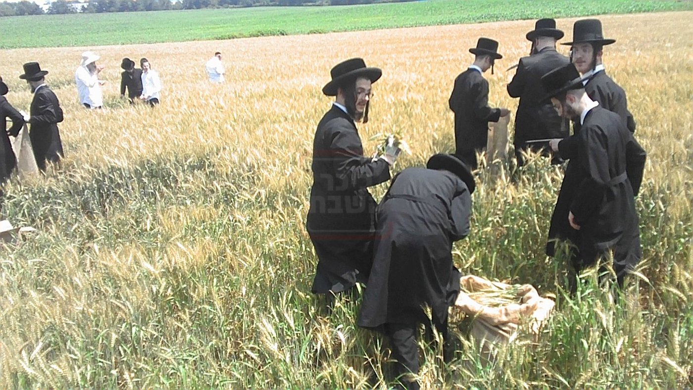 האדמו"ר מסערדאהעלי בקצירת חיטים
