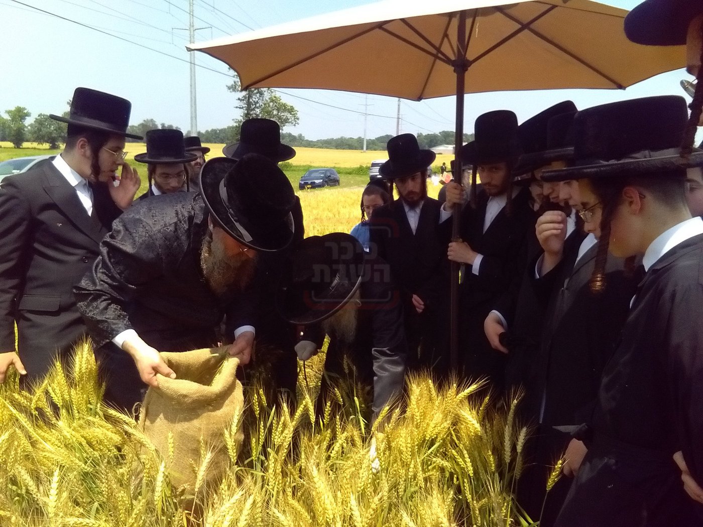 האדמו"ר מסערדאהעלי בקצירת חיטים