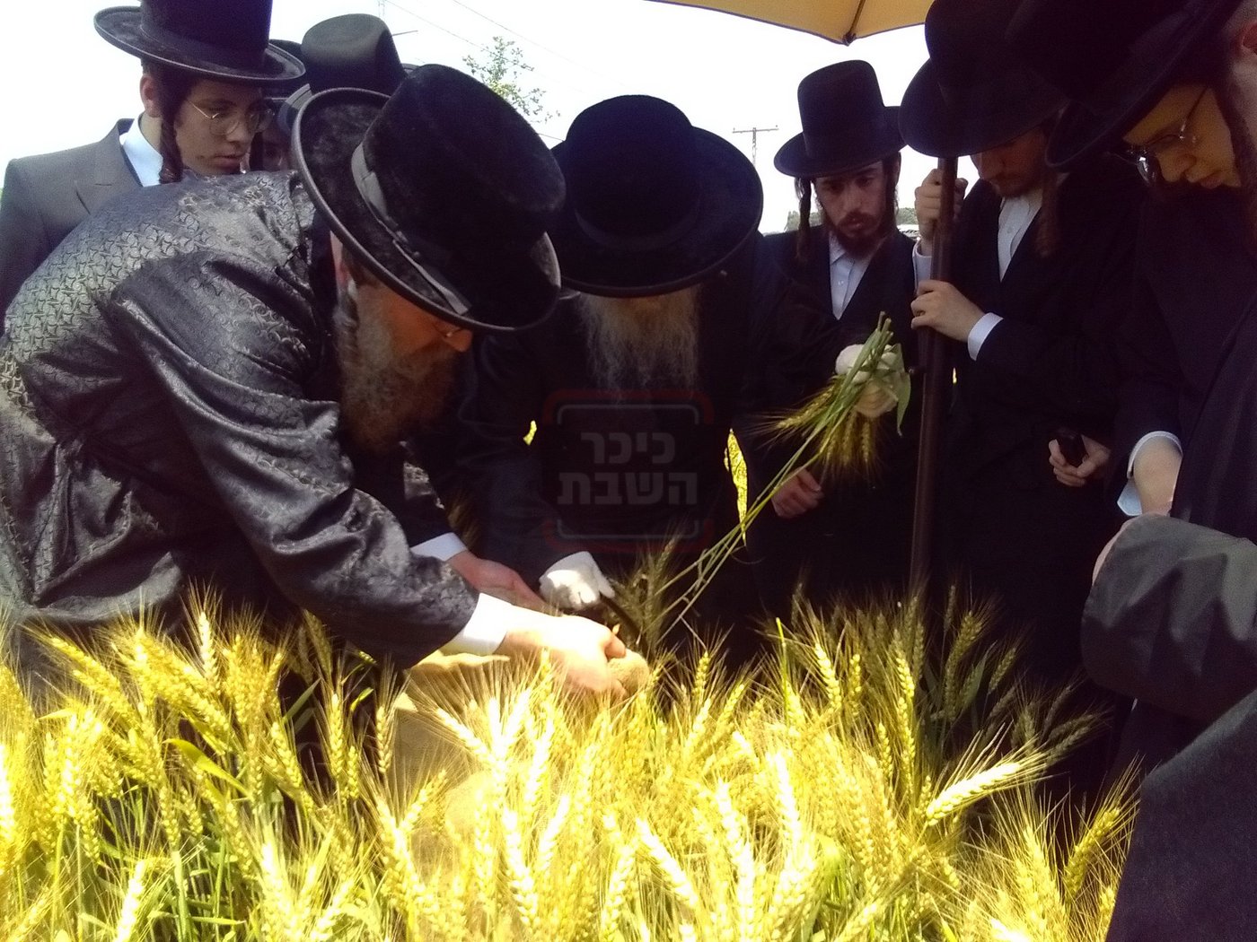 האדמו"ר מסערדאהעלי בקצירת חיטים