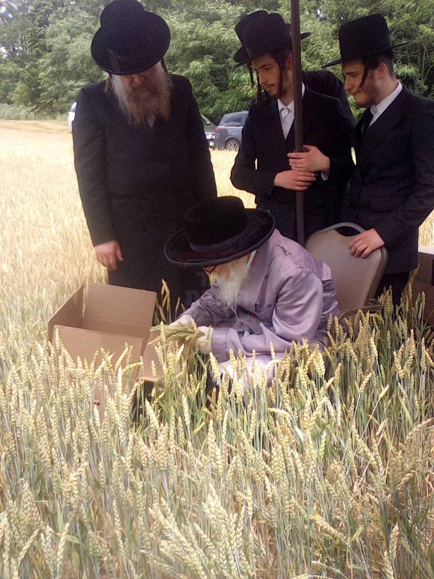 האחים האדמו''רים מסערדאהעלי ווויען בקצירת חיטים