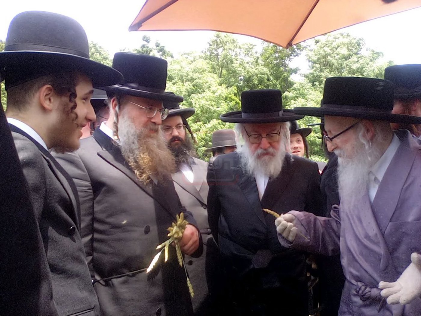 האחים האדמו''רים מסערדאהעלי ווויען בקצירת חיטים