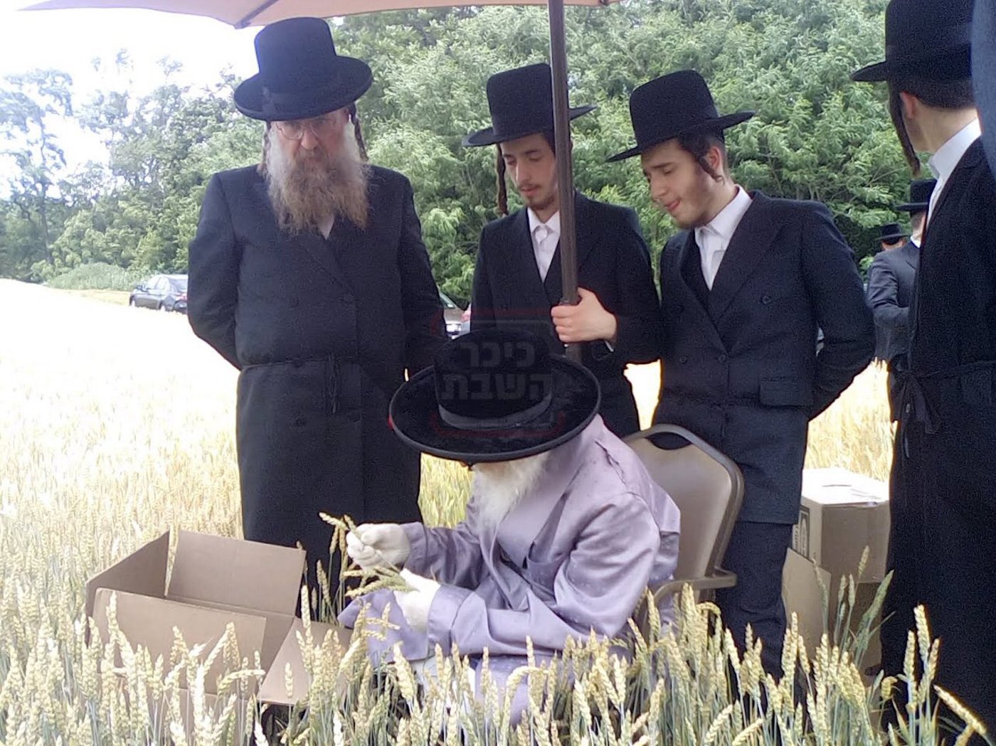 האחים האדמו''רים מסערדאהעלי ווויען בקצירת חיטים