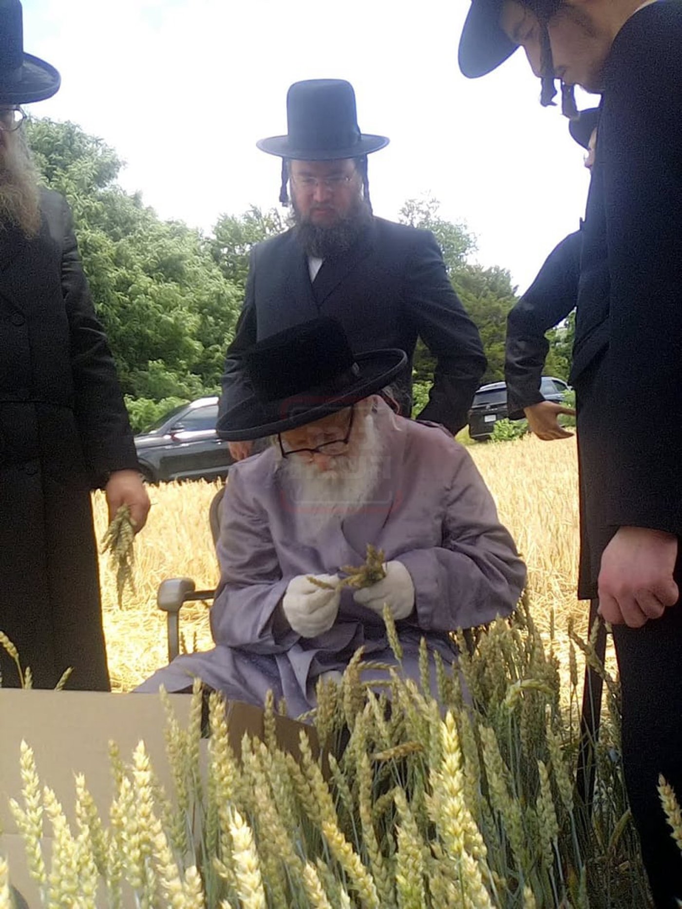 האחים האדמו''רים מסערדאהעלי ווויען בקצירת חיטים