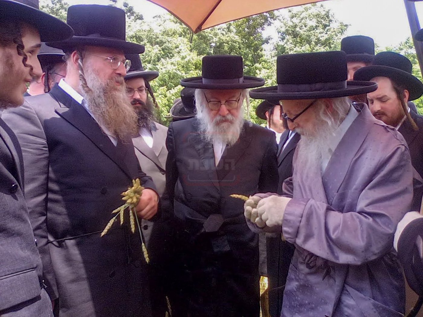 האחים האדמו''רים מסערדאהעלי ווויען בקצירת חיטים