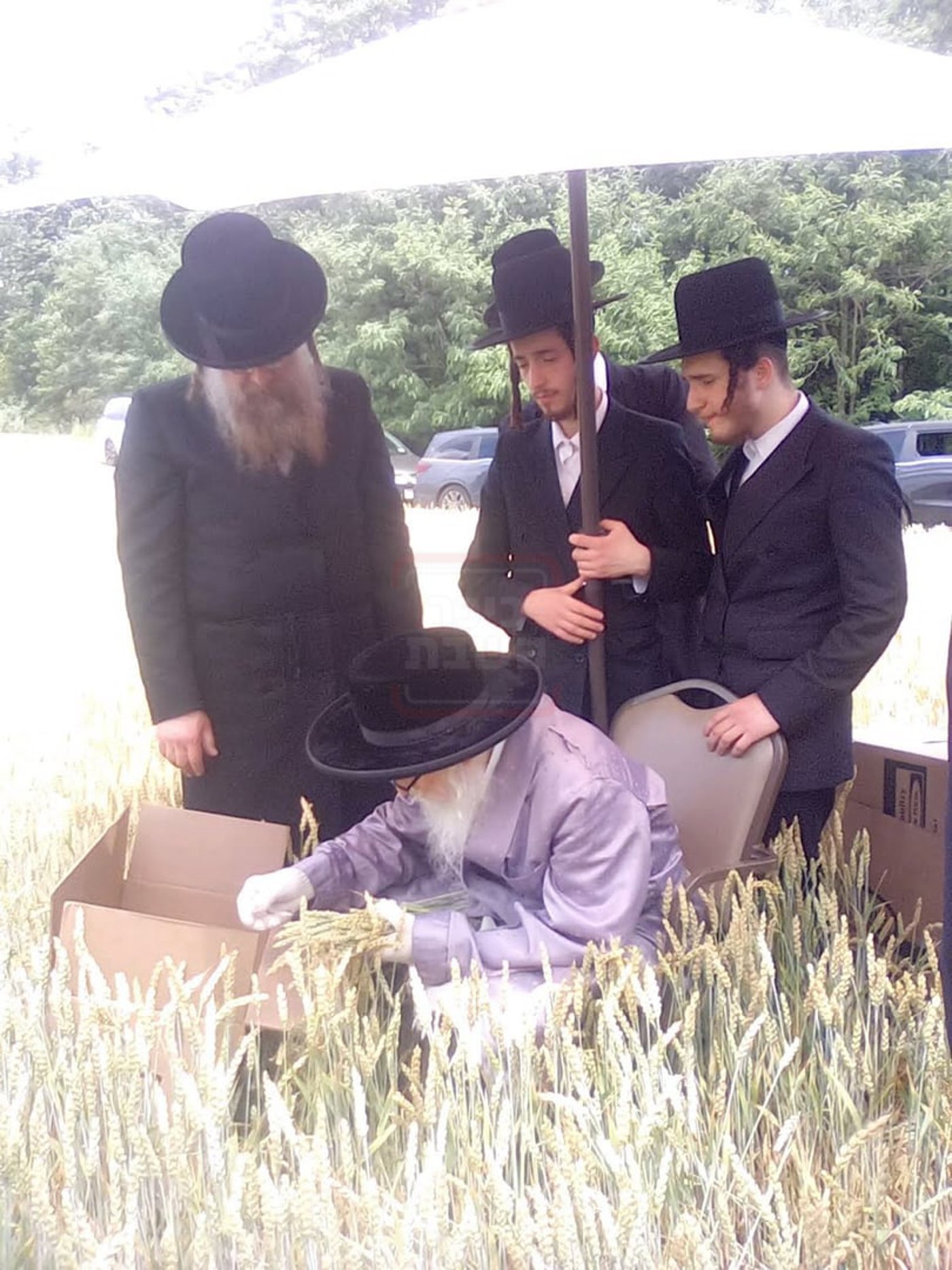 האחים האדמו''רים מסערדאהעלי ווויען בקצירת חיטים