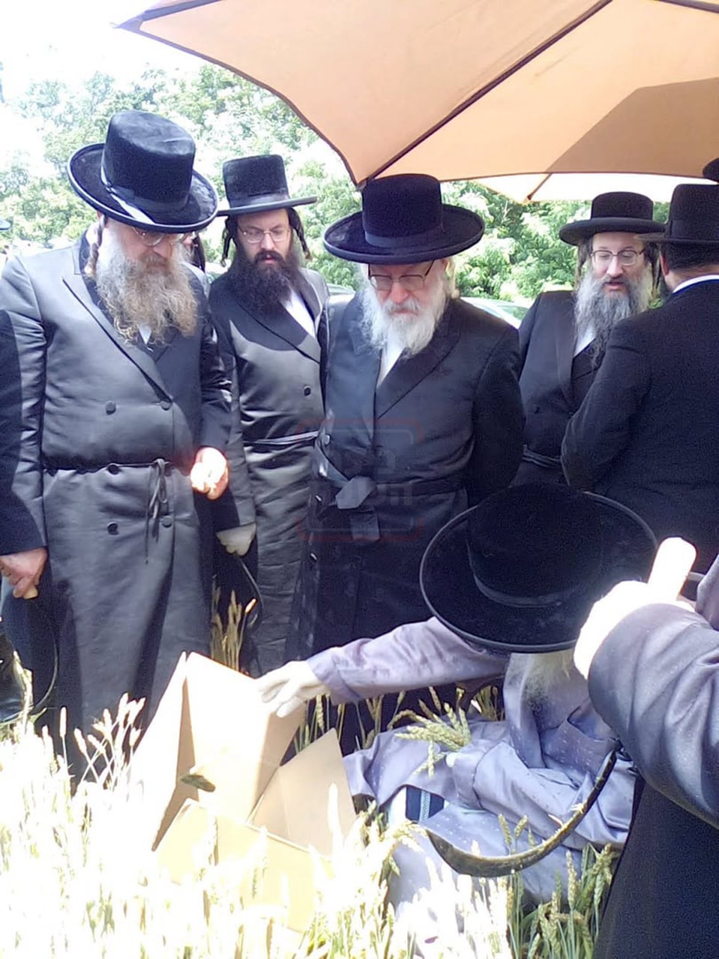 האחים האדמו''רים מסערדאהעלי ווויען בקצירת חיטים