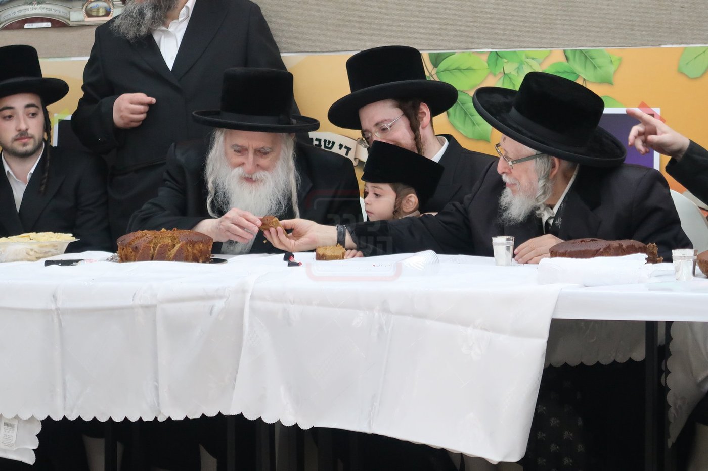 מעמד הכנסת נין האדמו"ר ממכנובקא בעלזא לת"ת