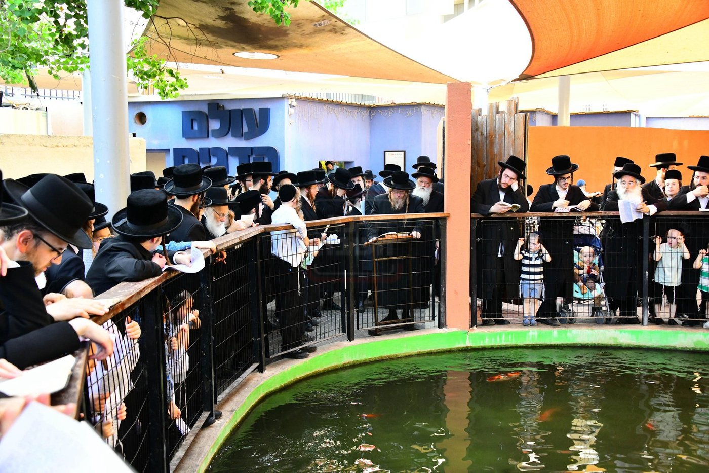 האדמו"ר משומרי אמונים שליט"א בתשליך