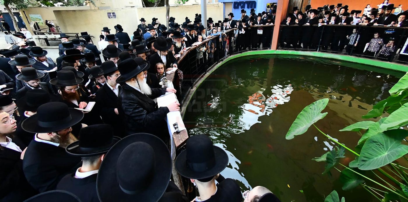 האדמו"ר ממודז'יץ שליט"א בתשליך | צילום: שוקי לרר