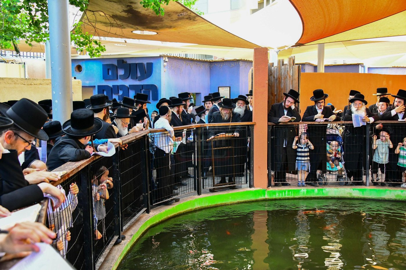 האדמו"ר משומרי אמונים שליט"א בתשליך