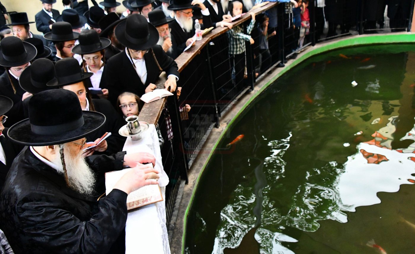 האדמו"ר ממודז'יץ בתשליך | צילום: שוקי לרר