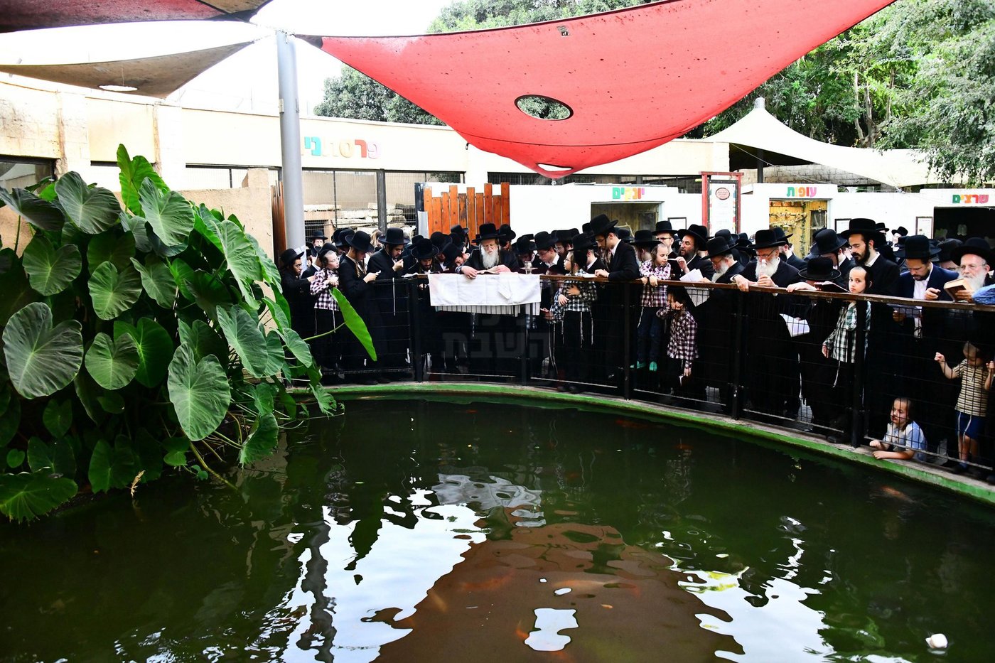 האדמו"ר ממודז'יץ  בתשליך | צילום: שוקי לרר
