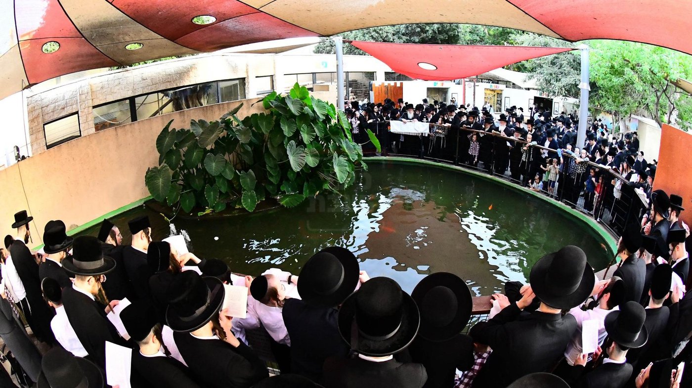 האדמו"ר ממודז'יץ  בתשליך | צילום: שוקי לרר