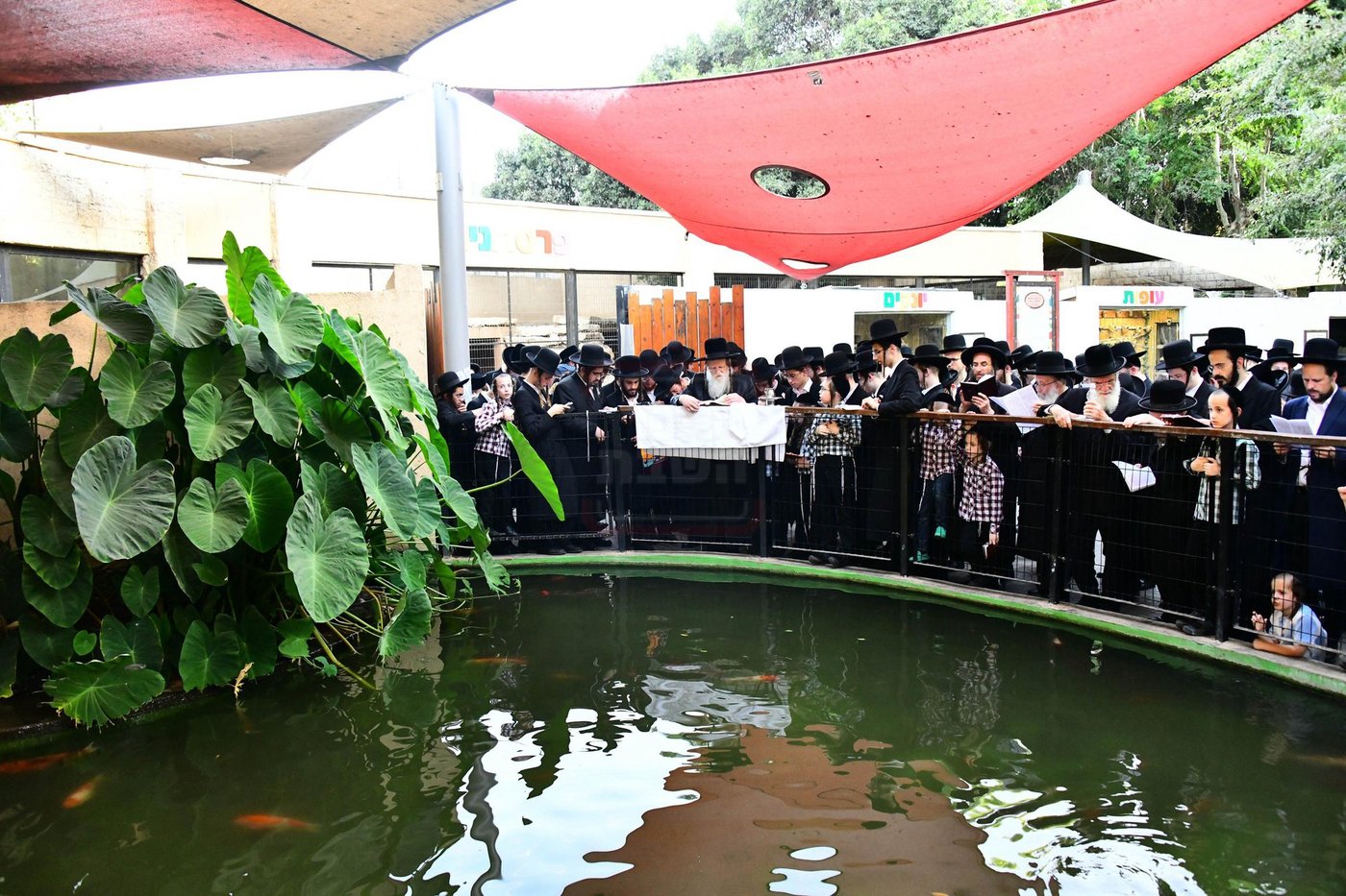 האדמו"ר ממודז'יץ  בתשליך | צילום: שוקי לרר